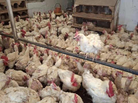 Tyúkok eladók Tyúkok eladók