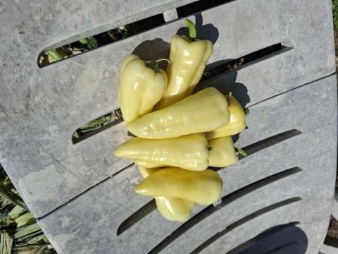 Eladó TV paprika. Eladó TV paprika.