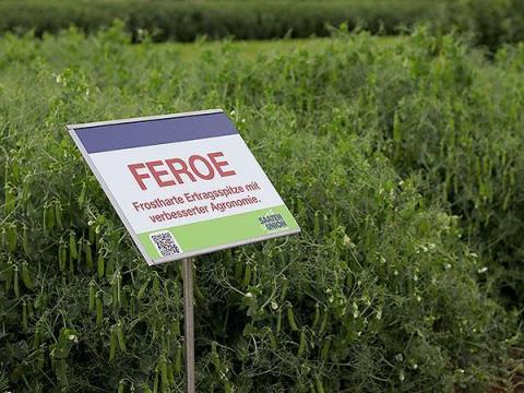Őszi borsó vetőmag eladó – Fémzárolt Saaten Union Feroe II. fokú Őszi borsó vetőmag eladó – Fémzárolt Saaten Union Feroe II. fokú