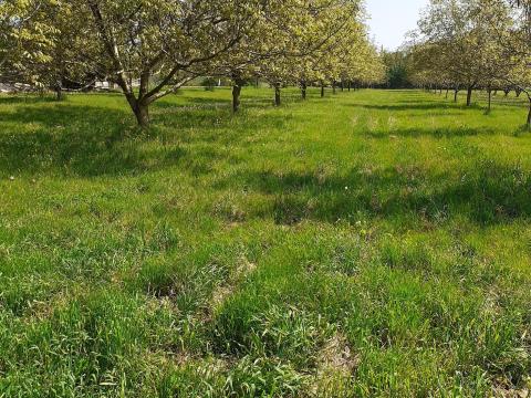 Dióültetvény eladó Dióültetvény eladó