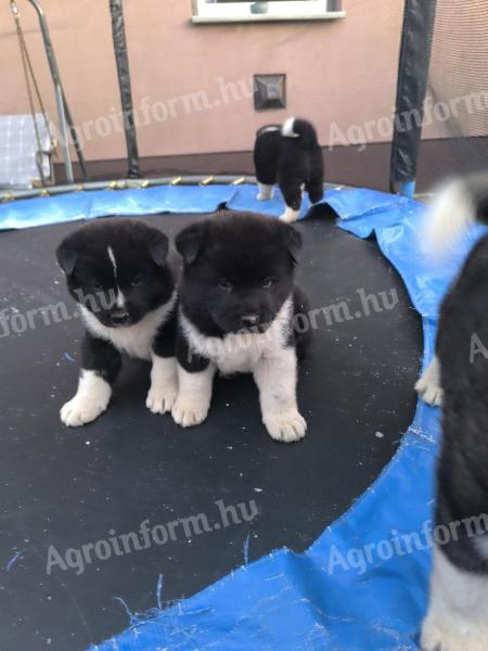 Amerikai Akita fajtajellegű kiskutyák
