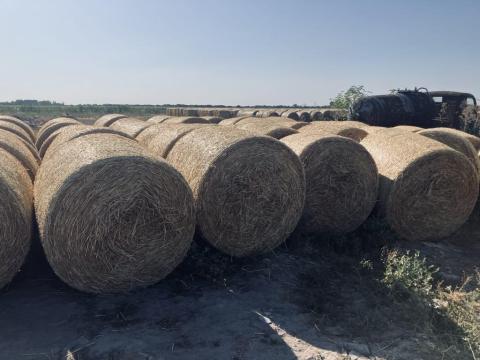 Körbálás búzaszalma Körbálás búzaszalma