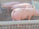 DanBred hízó eladó