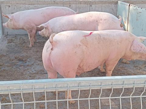 DanBred hízó eladó DanBred hízó eladó