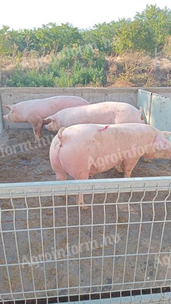 DanBred hízó eladó