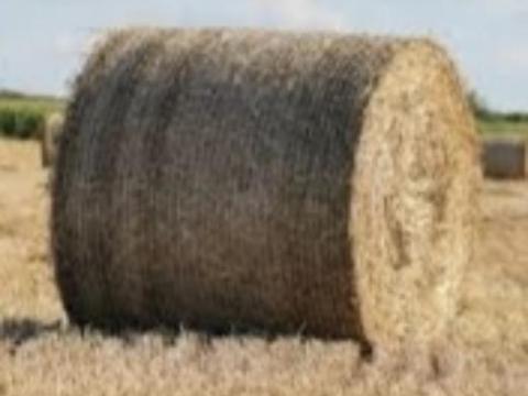 Tritikále Szalma Tritikále Szalma