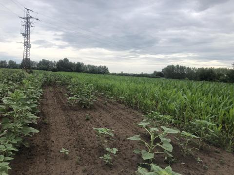 Nyíregyháza - Rozsrétszőlő kb. 3 hektár jó minőségű szántó eladó Nyíregyháza - Rozsrétszőlő kb. 3 hektár jó minőségű szántó eladó