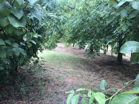 Nyíregyháza - Rozsrétszőlő hobbi, hétvégi telek tó mellett eladó Nyíregyháza - Rozsrétszőlő hobbi, hétvégi telek tó mellett eladó