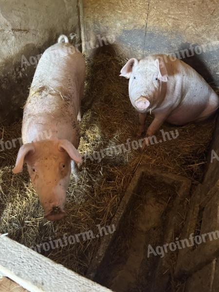 Eladó hízó disznó