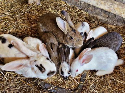 Kis nyuszik Kis nyuszik