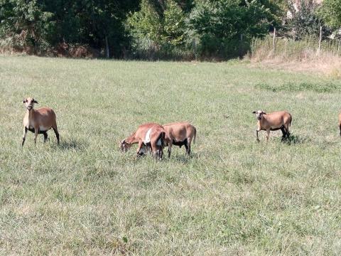 Kameruni bárányok eladók Kameruni bárányok eladók