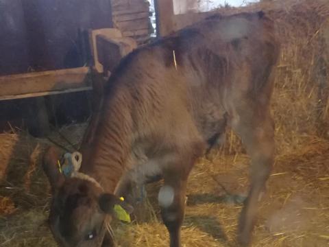 Bika borjú Bika borjú