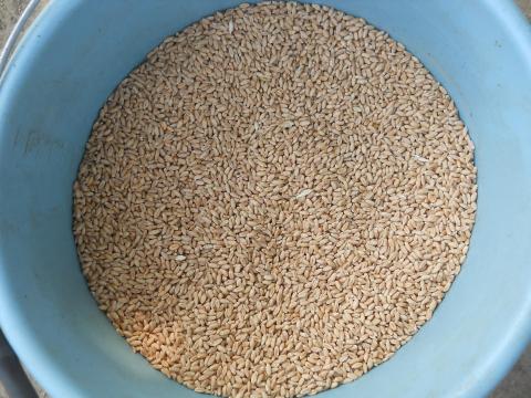 Búza vetőmag eladó Búza vetőmag eladó