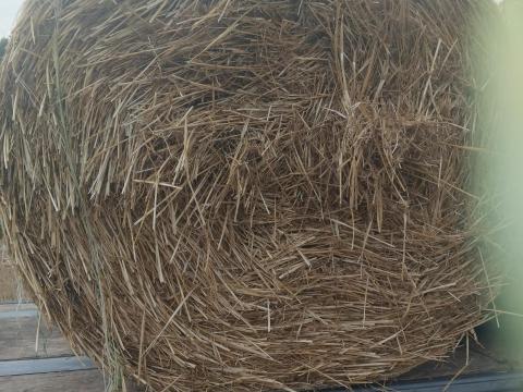 Eladó szalma bála Eladó szalma bála