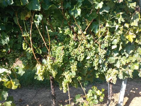 Királyleányka szőlő termés eladó Balatonbogláron Királyleányka szőlő termés eladó Balatonbogláron