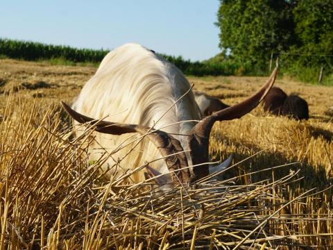 Juh kecske nyaj Juh kecske nyaj