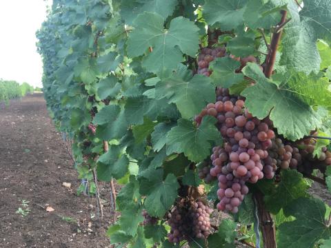 Tramini szőlő termés Tramini szőlő termés