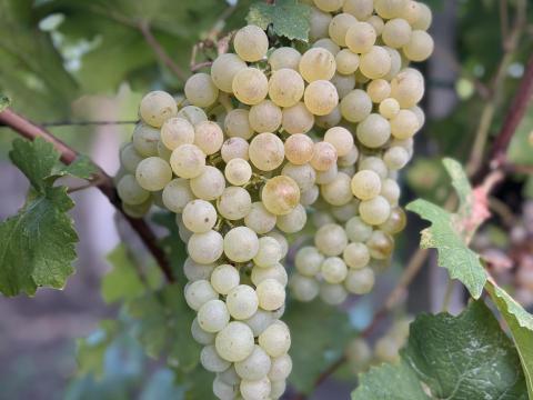 Rizlingszilváni szőlő termés Rizlingszilváni szőlő termés