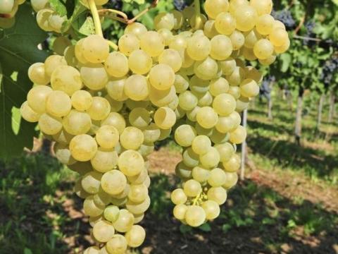 Saszla szőlő termés Saszla szőlő termés