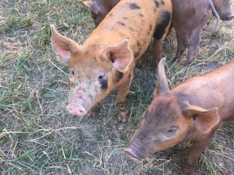 Durok pietrin malac Durok pietrin malac