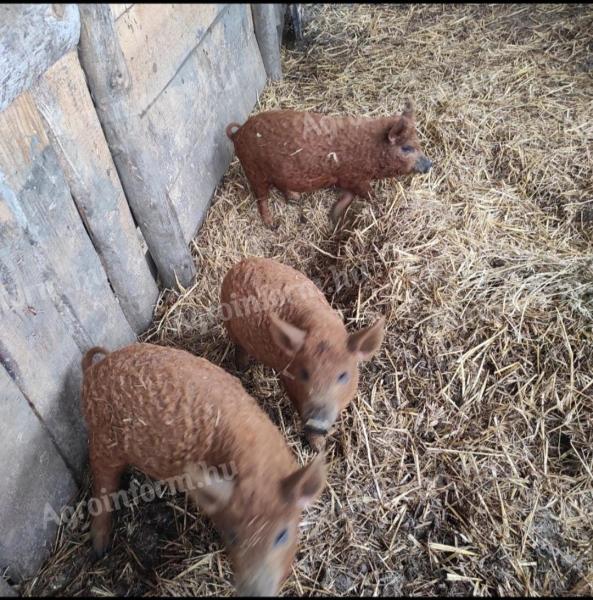 Tisztavérű vörös mangalica