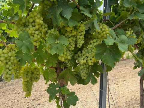 Irsai Olivér szőlő Irsai Olivér szőlő