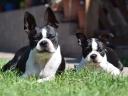 Törzskönyvezett Boston terrier kiskutya