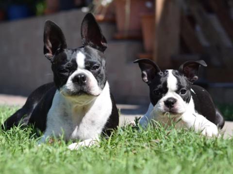 Törzskönyvezett Boston terrier kiskutya Törzskönyvezett Boston terrier kiskutya