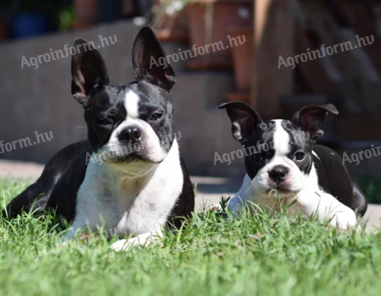 Törzskönyvezett Boston terrier kiskutya