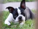 Törzskönyvezett Boston terrier kiskutya