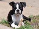 Törzskönyvezett Boston terrier kiskutya