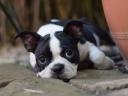 Törzskönyvezett Boston terrier kiskutya