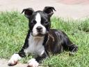 Törzskönyvezett Boston terrier kiskutya