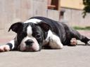 Törzskönyvezett Boston terrier kiskutya