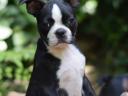 Törzskönyvezett Boston terrier kiskutya