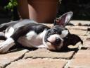 Törzskönyvezett Boston terrier kiskutya