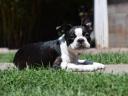 Törzskönyvezett Boston terrier kiskutya