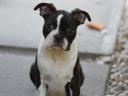 Törzskönyvezett Boston terrier kiskutya