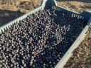 Fekete berkenye - Nero aronia