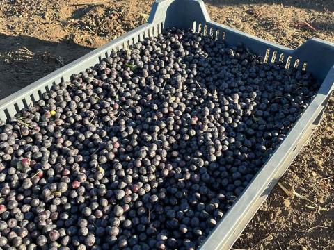 Fekete berkenye - Nero aronia Fekete berkenye - Nero aronia