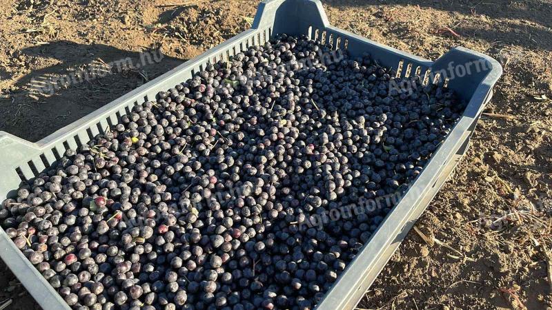 Fekete berkenye - Nero aronia