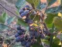 Fekete berkenye - Nero aronia