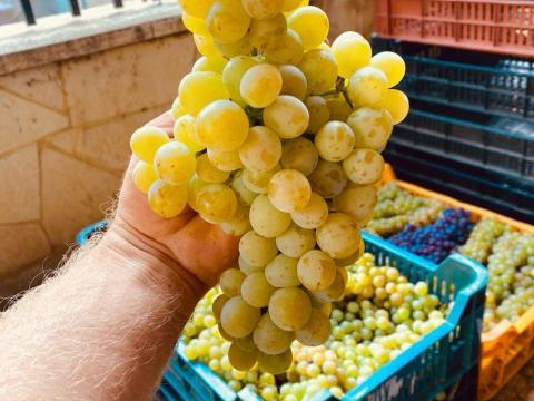 Pölöskei Muskotàly Szőlő