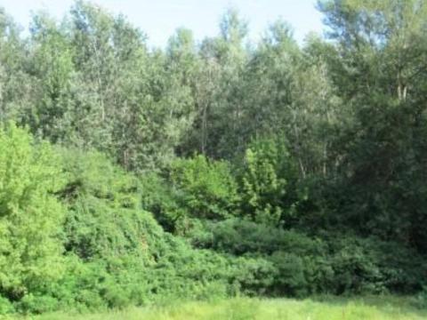 Eladó erdő Győröcske külterületén Eladó erdő Győröcske külterületén