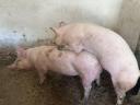 Törzskönyves nagy fehér első ellésű vemhes koca