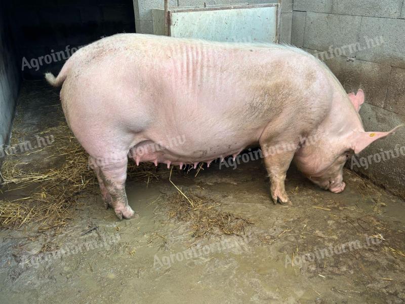 Törzskönyves koca Eladó augusztus 11 ellik