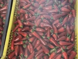 Chili paprika