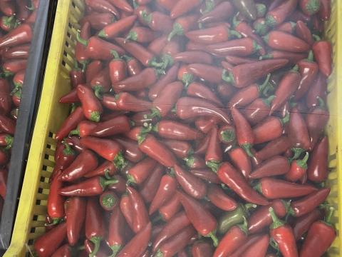 Chili paprika Chili paprika