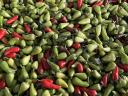 Chili paprika