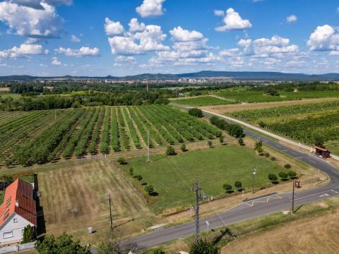 Építkezzen Raposkán a saját mandulása mellett Építkezzen Raposkán a saját mandulása mellett
